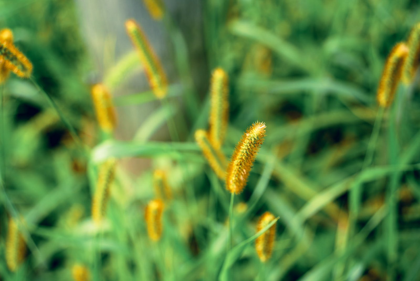 畑に茂る草の穂