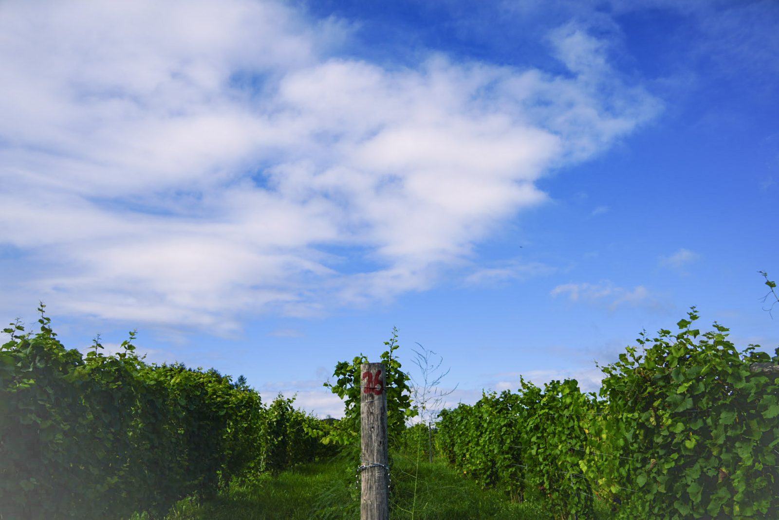 畑と空